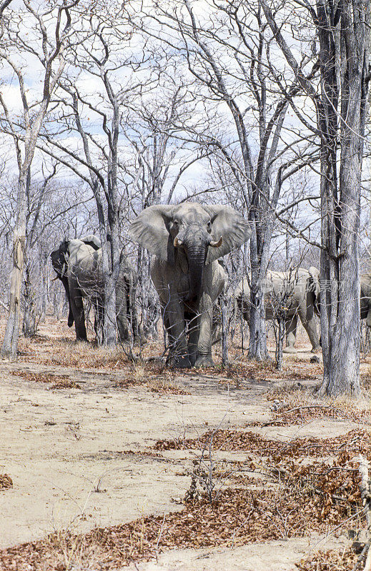 大象(loxodonta africana)，万基国家公园，津巴布韦，非洲